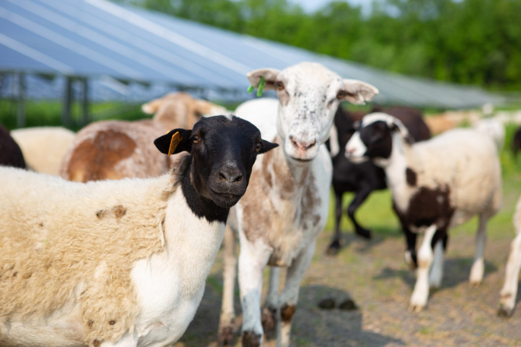 New York funds a study to learn how grazing can benefit solar