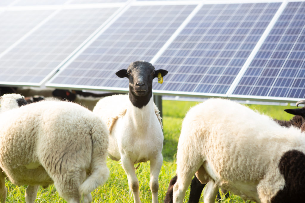 Healthy sheep solar grazing