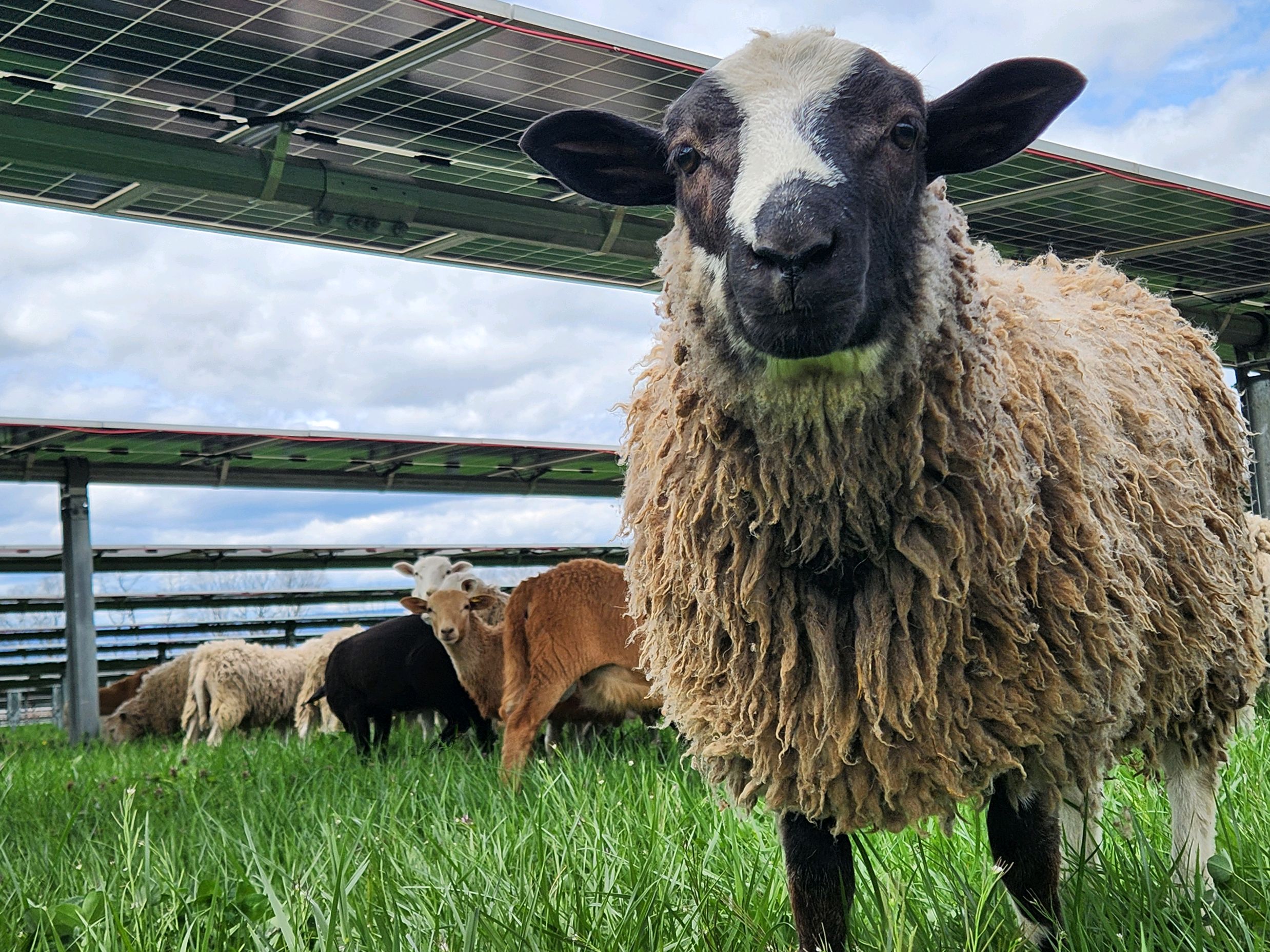 Wool ewe standing in front of sheep grazing under solar panels