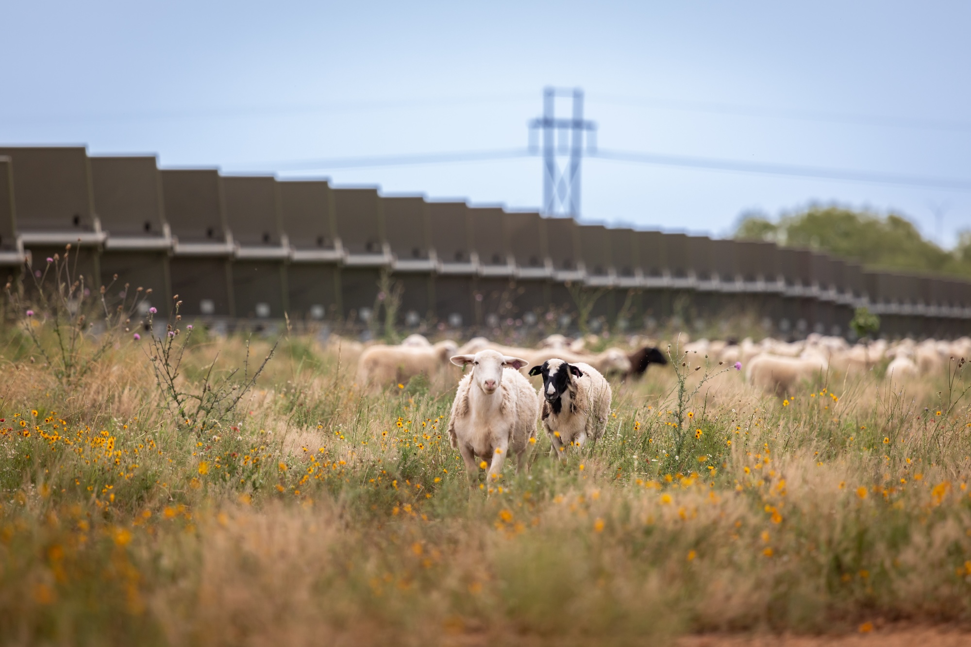 Sheep in TX