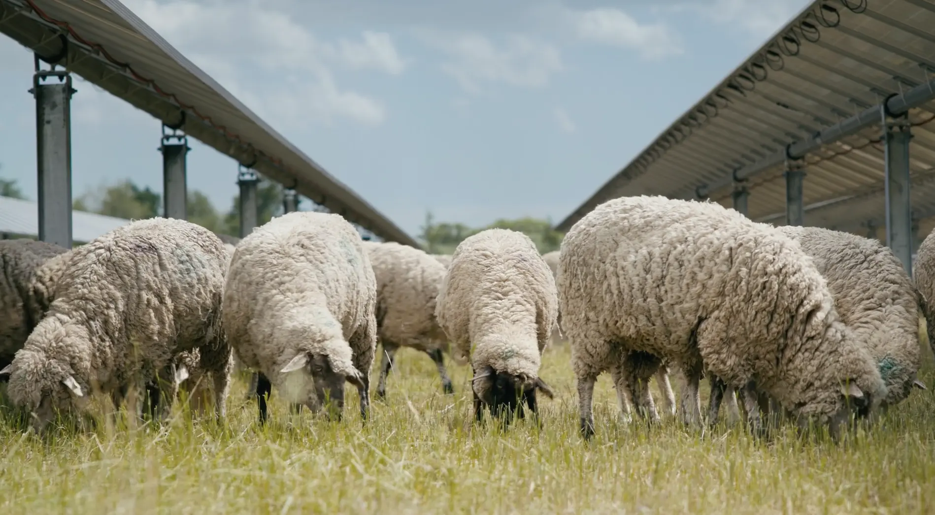 ASGA Trailer Screen - Sheep Munching Grass copy 2