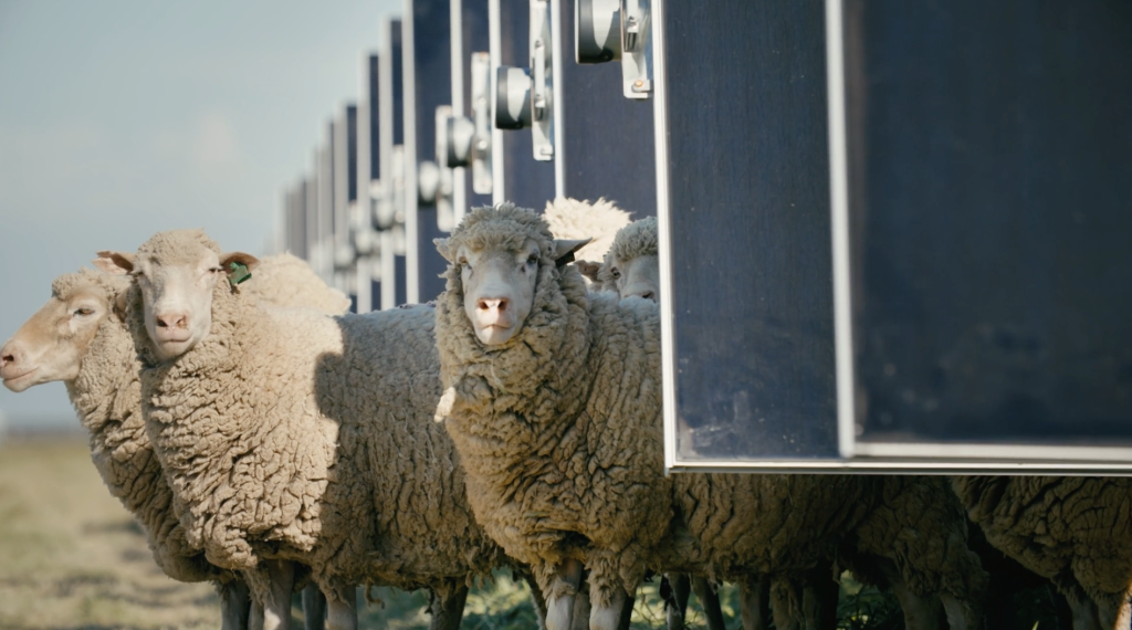 ASGA Trailer Screenshot Sheep looking at camera behind panels copy