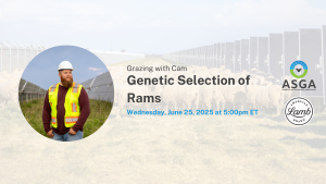 2024 05 genetic selection of rams
