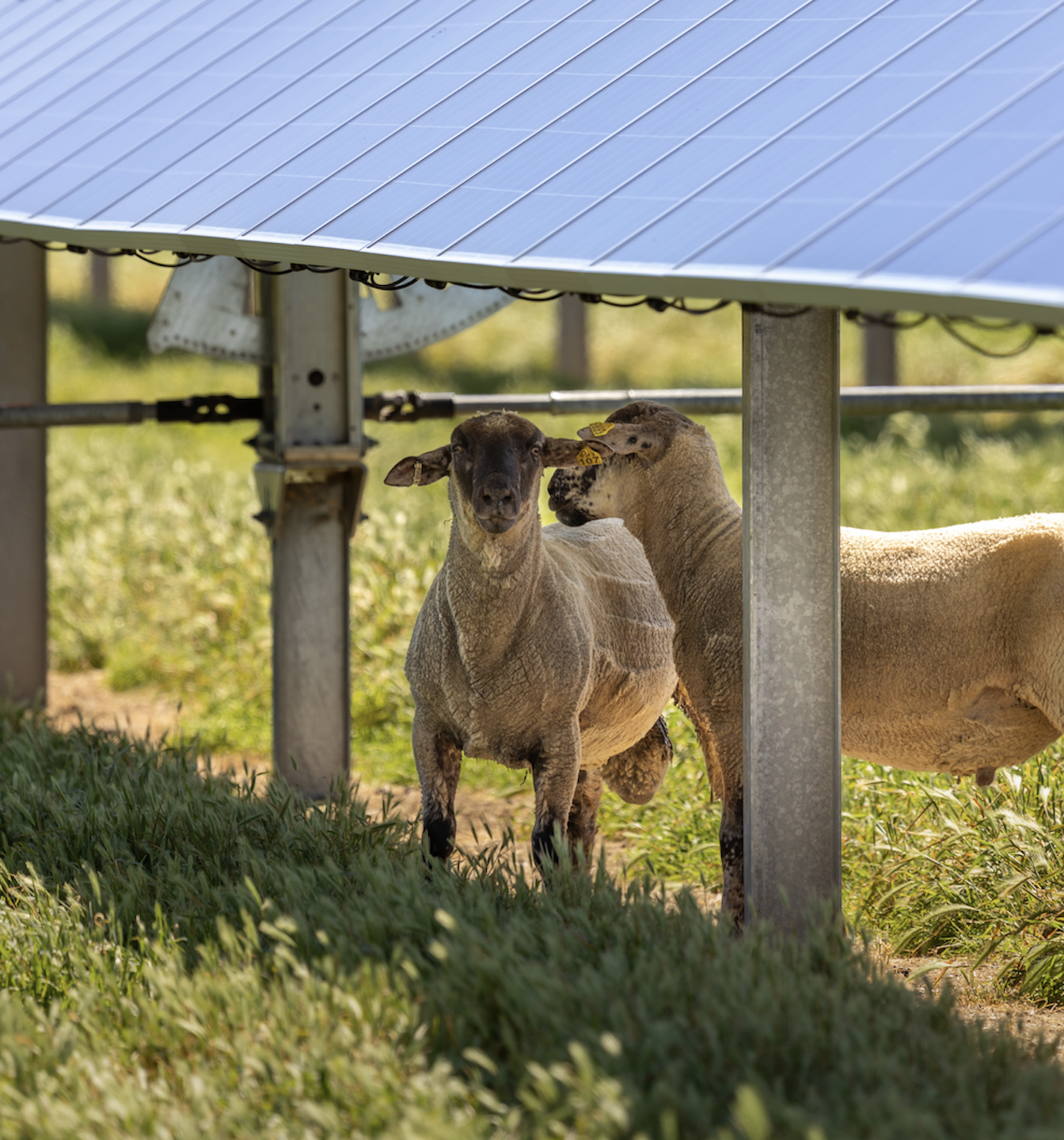 Ram Level -  $20,000