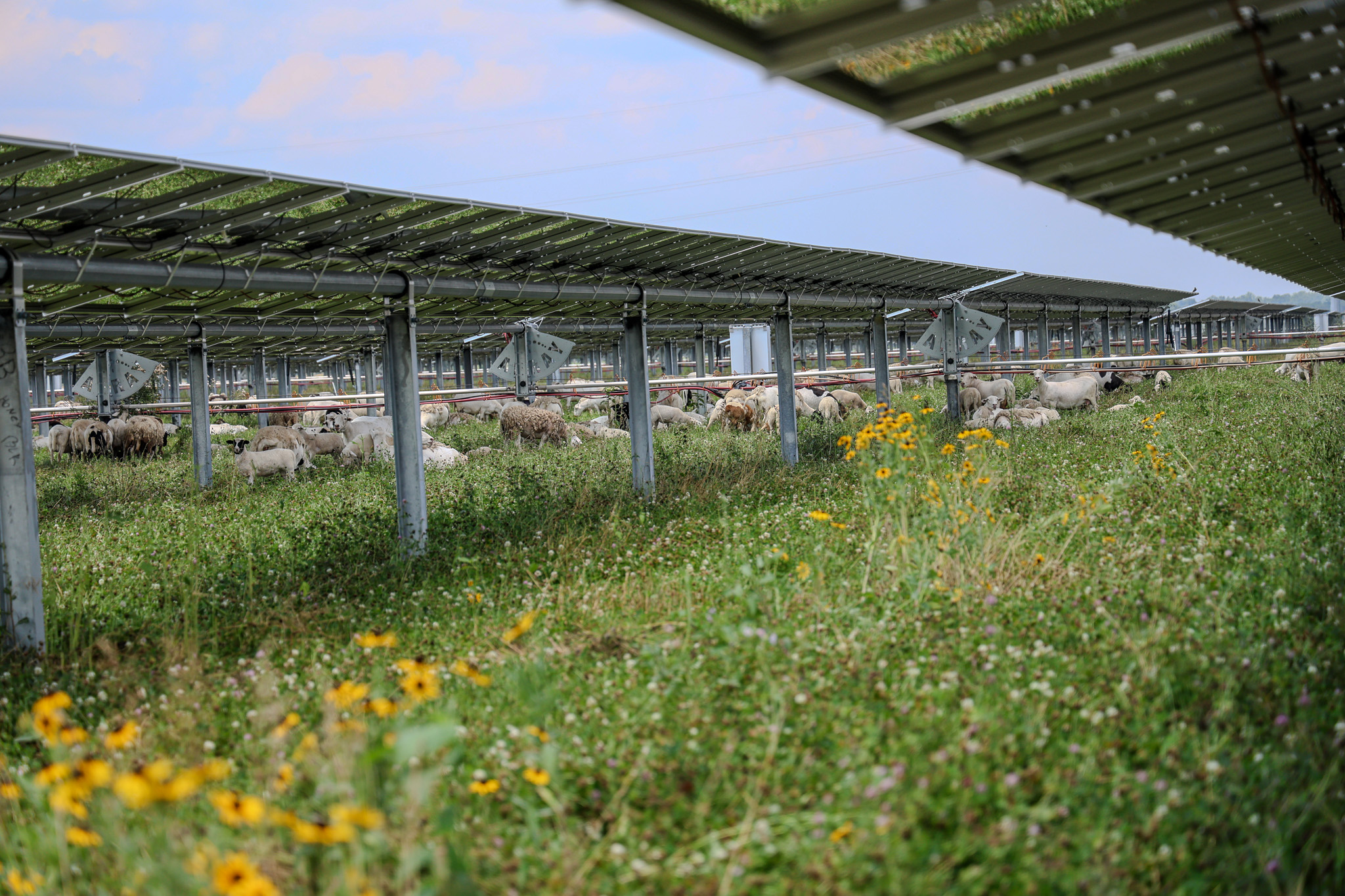 ASGA What to Expect When Expecting 1