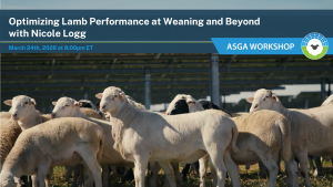 2026 03 Finishing Lambs