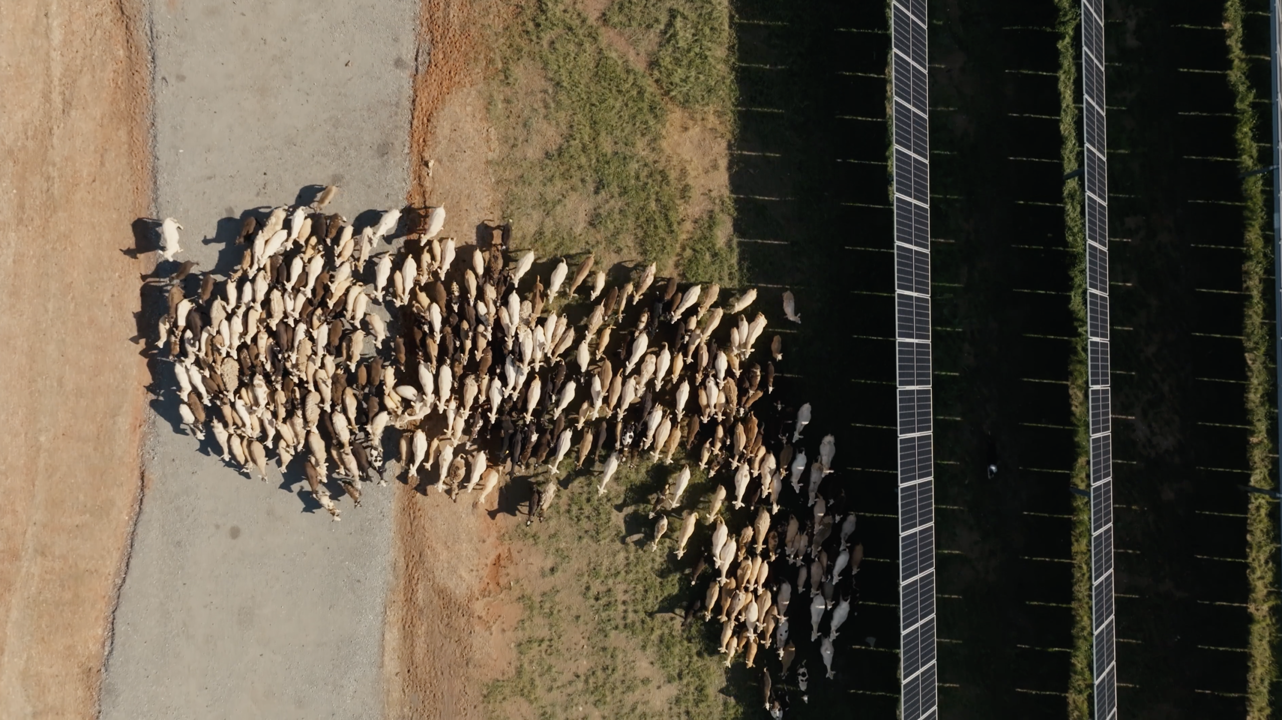 ASGA Promo Overhead Shot scaled