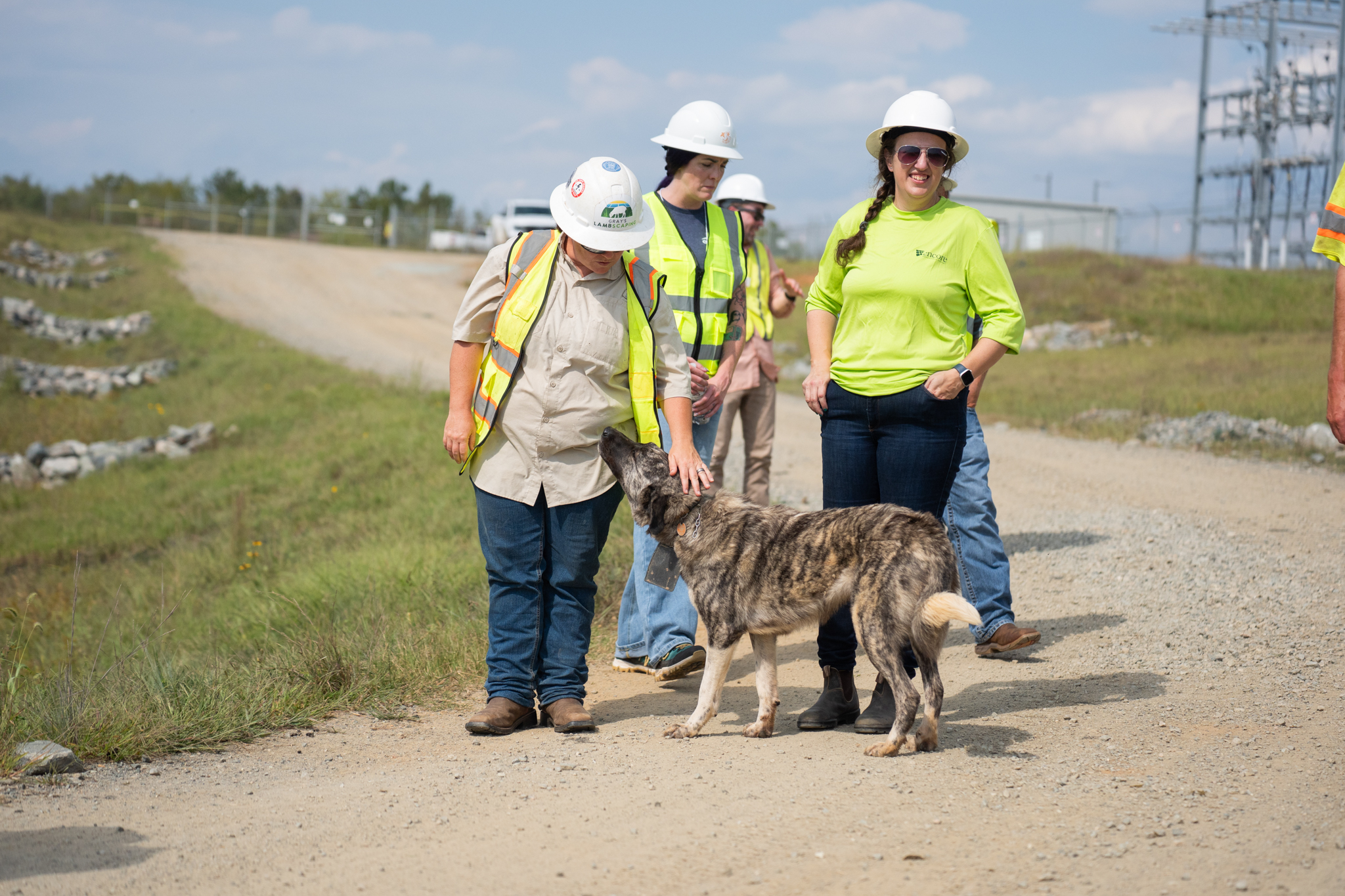 sheep grazing solar training crystal hill 60