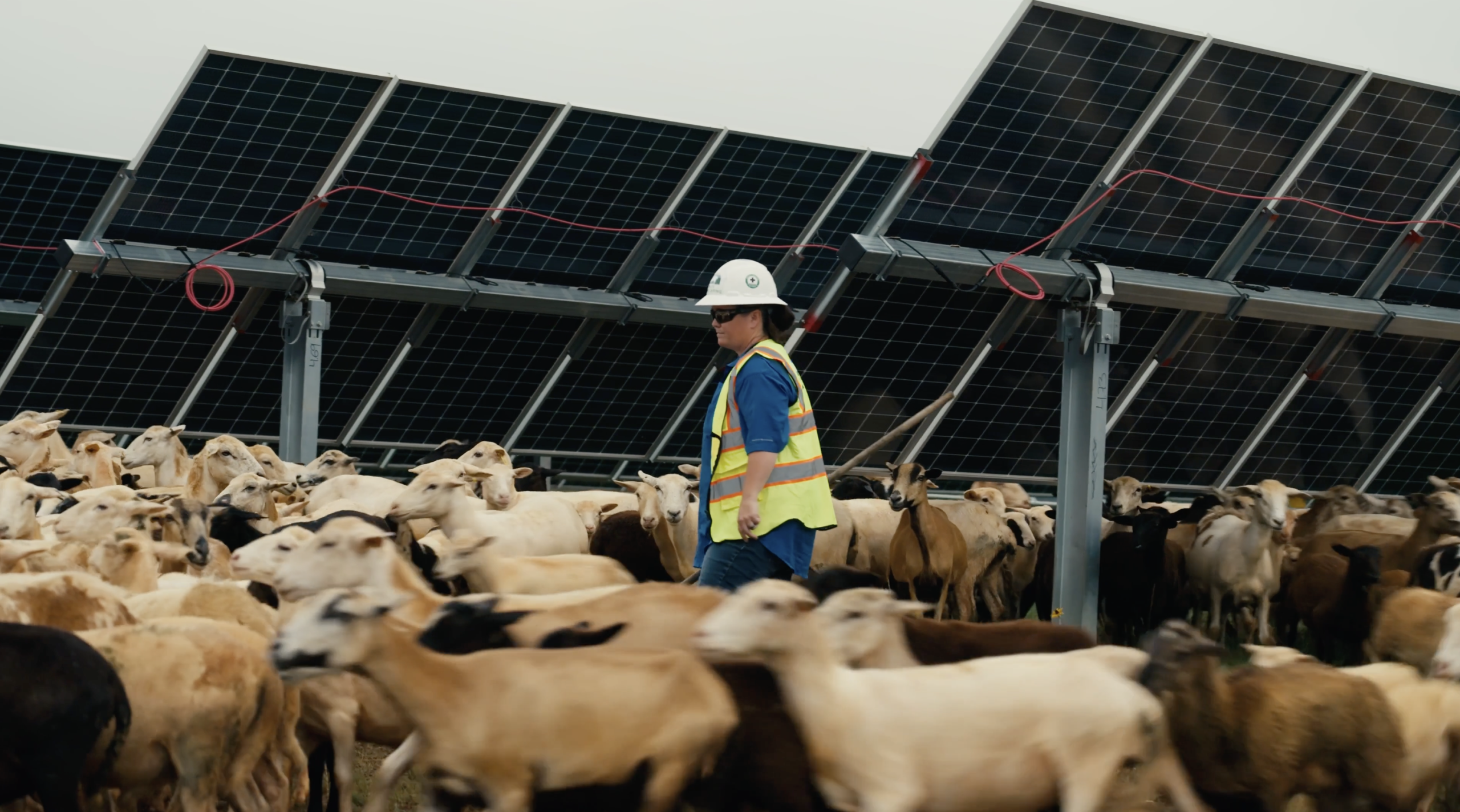 sheep and solar panels