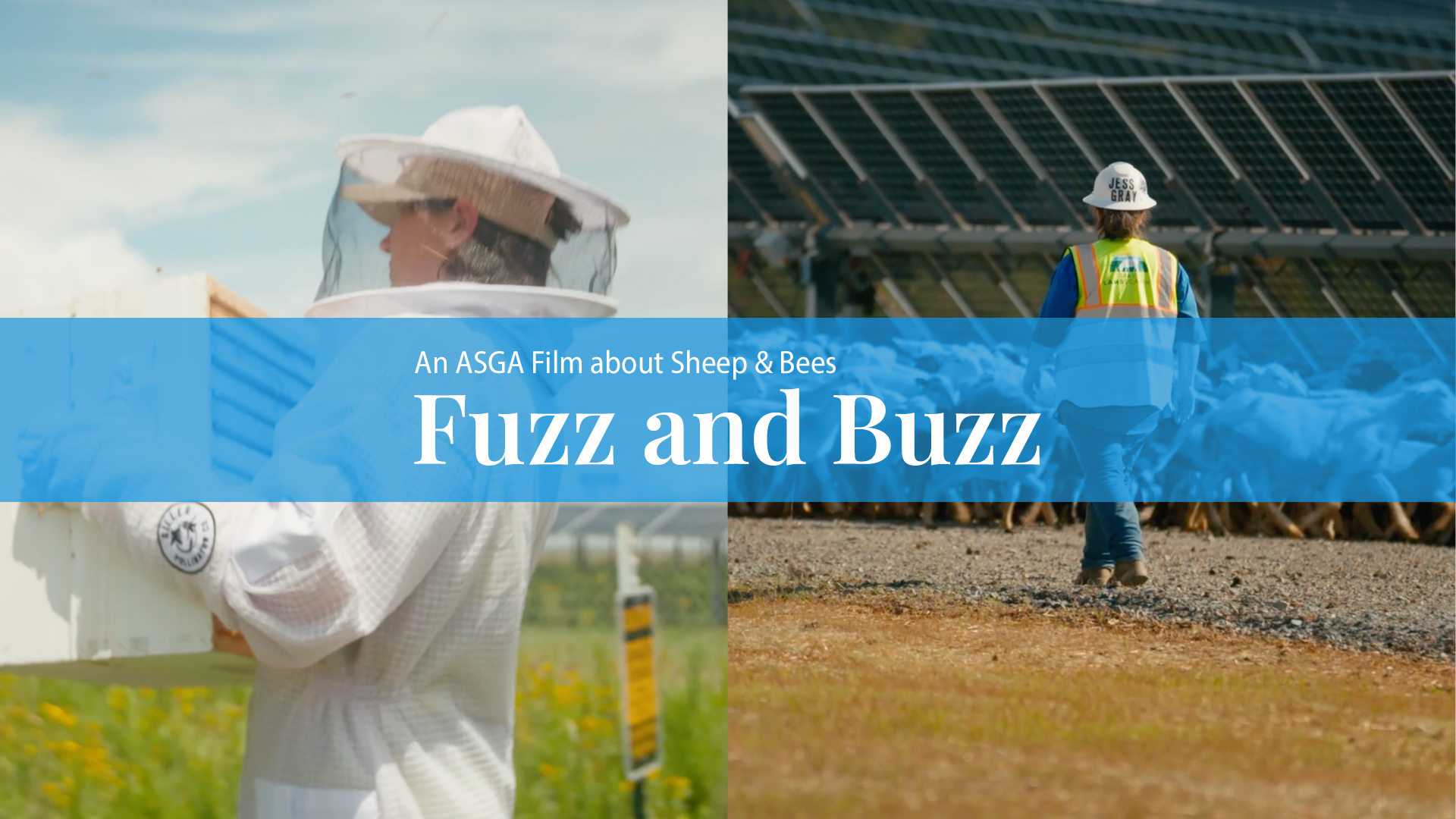 Fuzz Buzz Cover