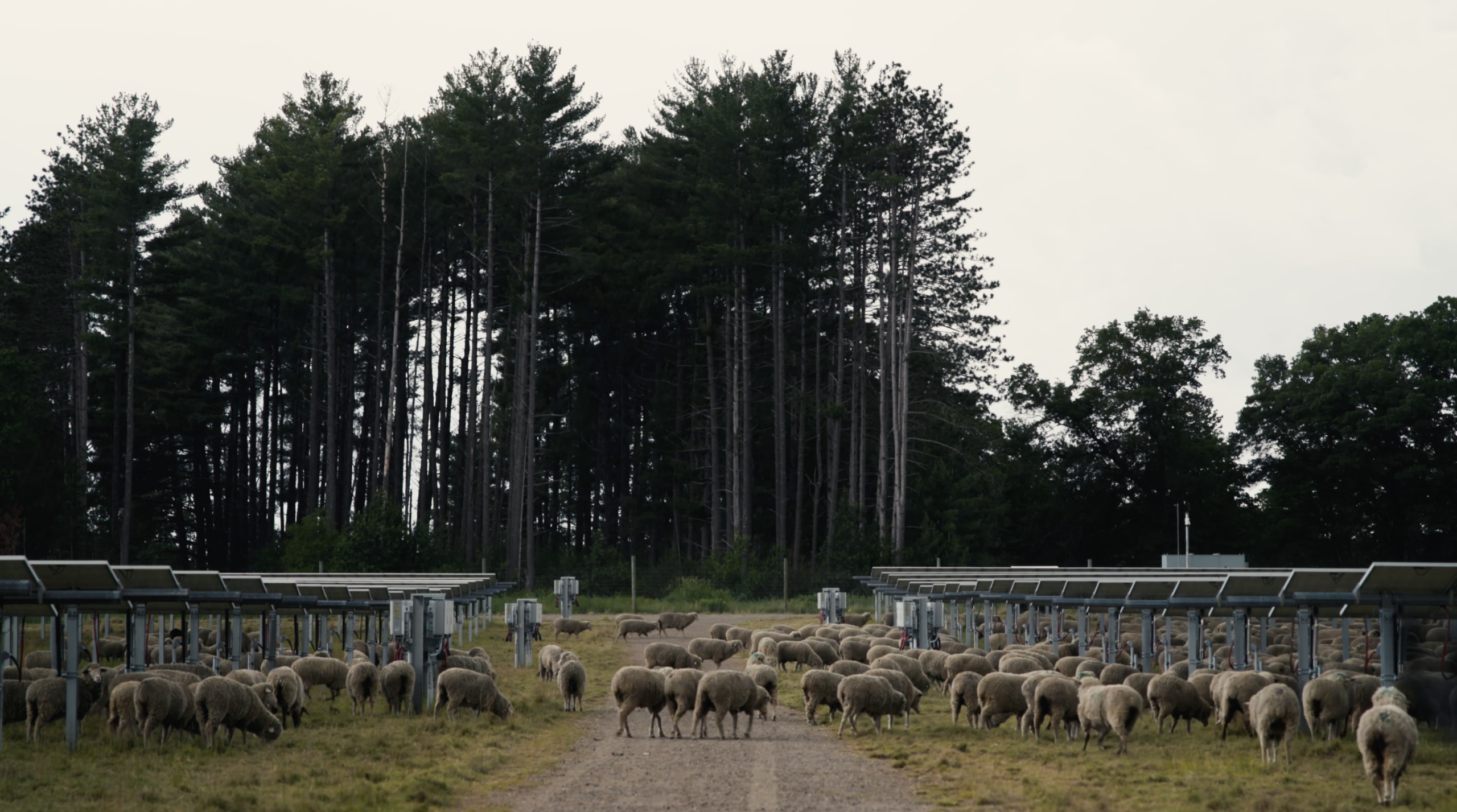 Stewards of the Land Forest scaled