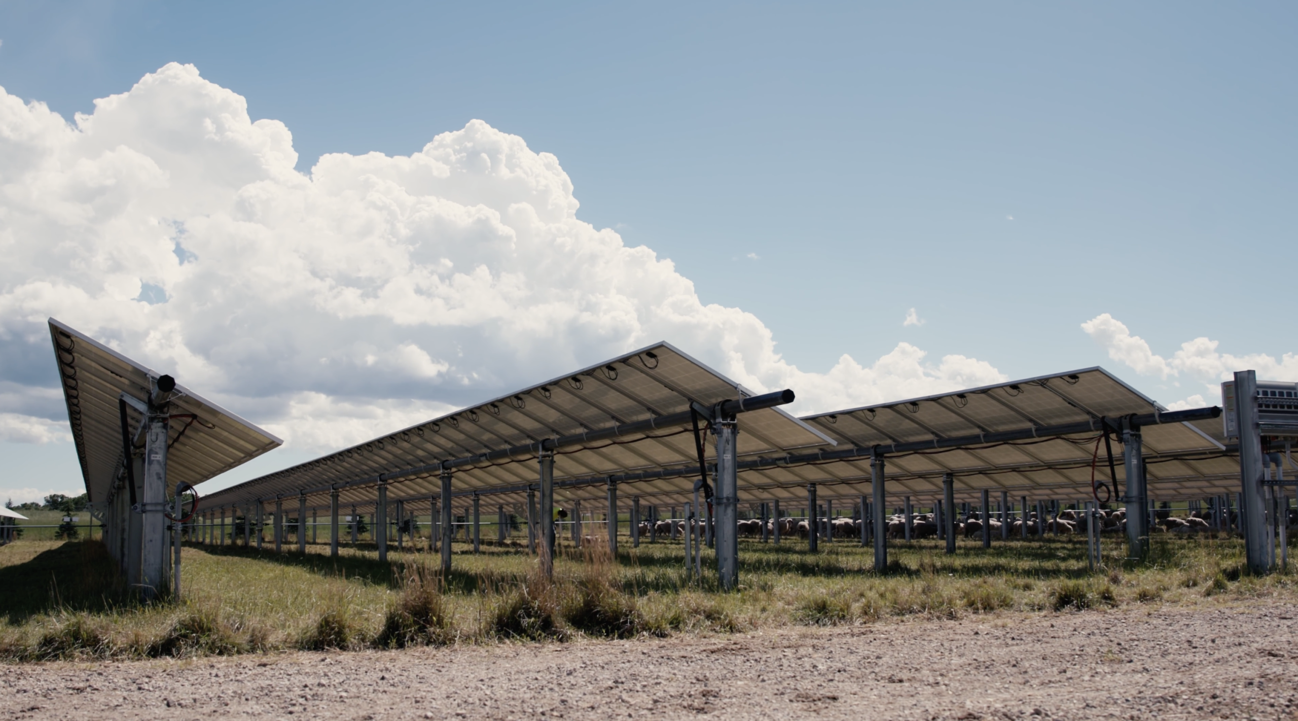 Stewards of the Land Panels and Sheep scaled
