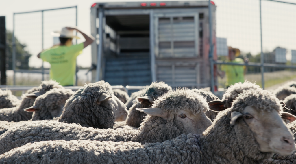 Stewards of the Land Sheep Trailer scaled 1