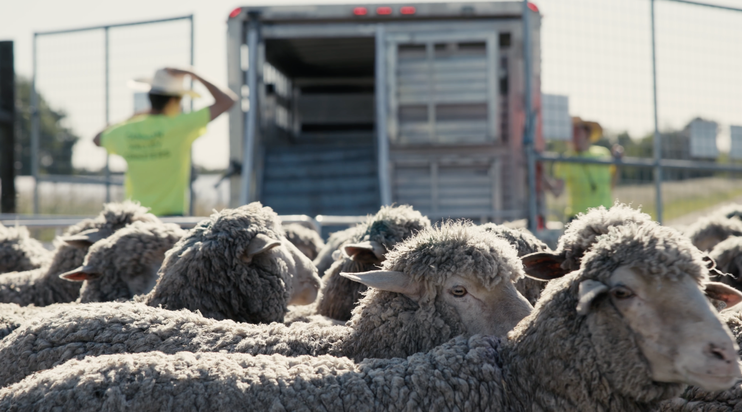 Stewards of the Land Sheep Trailer scaled