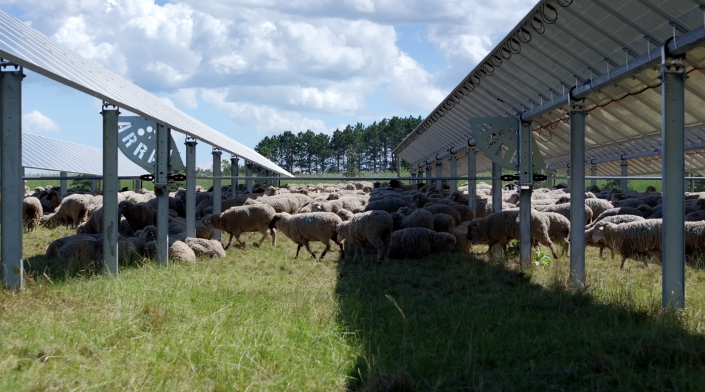 Stewards of the Land Sheep scaled 1