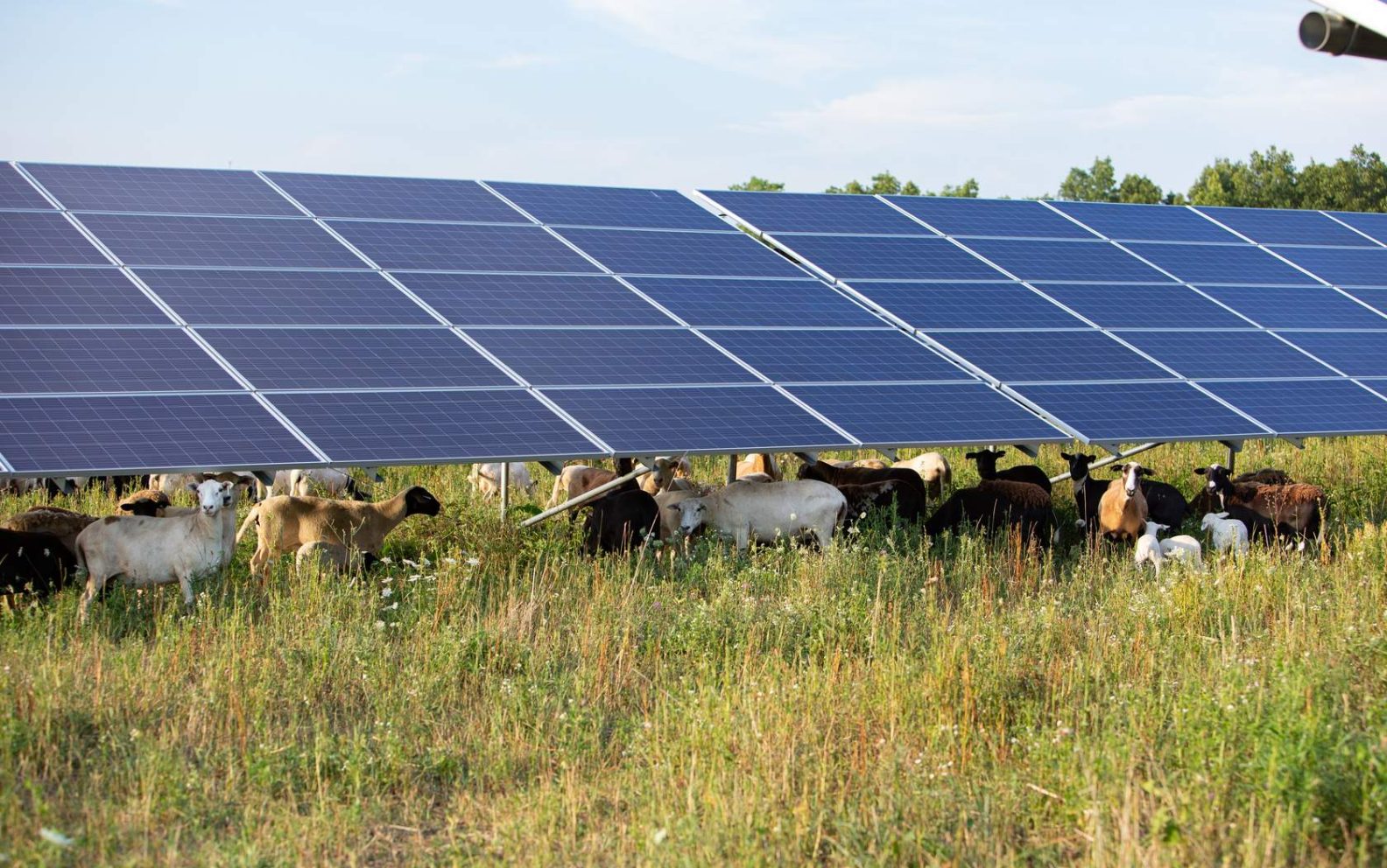 Sheep stand below a solar aray