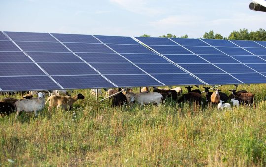 Sheep stand below a solar aray