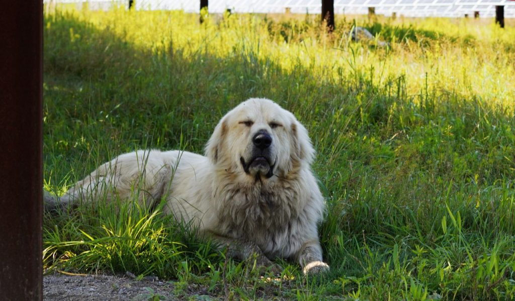 doral doggy
