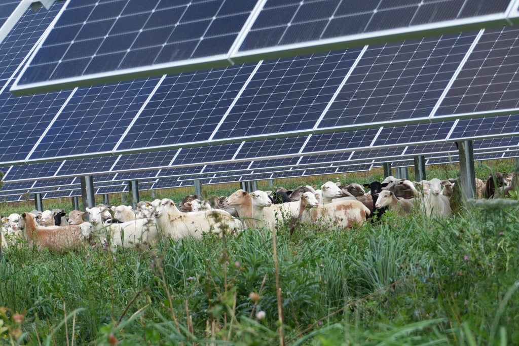Solar Site Sheep grazing with panels DSC00237