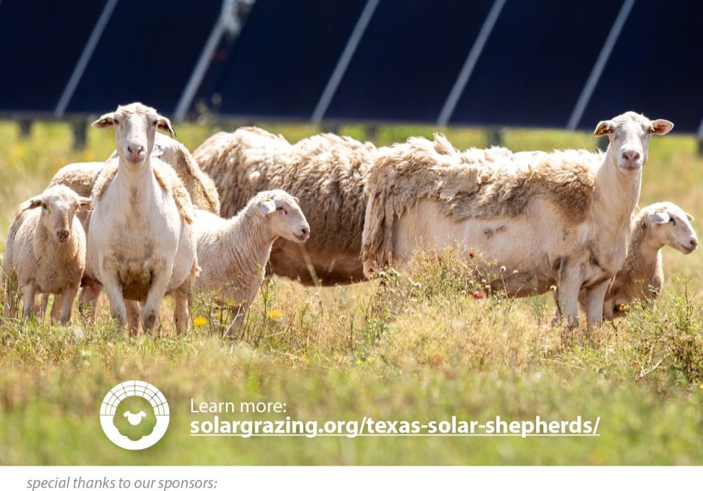 ASGA TexasSolarShepherd Film 1024x1024 landscape 72f4c861cf2aaa8d443ccf5eb624a725